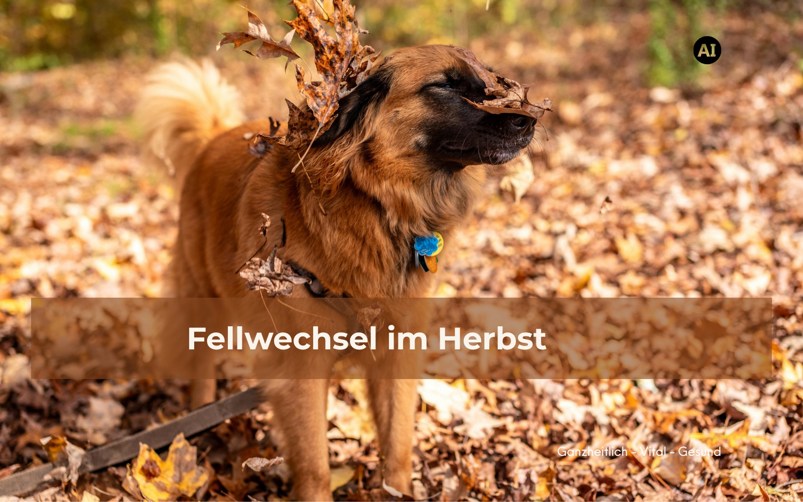 Langhaariger Hund steht im Herbstlaub, Blätter wehen ihm um Kopf und Fell