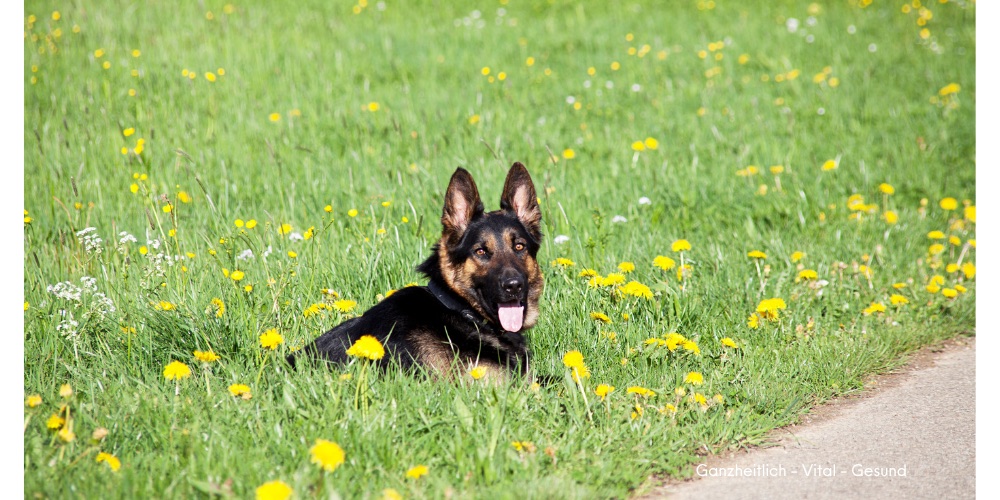 Schäferhund liegt entspannt auf einer Blumenwiese in der Sonne